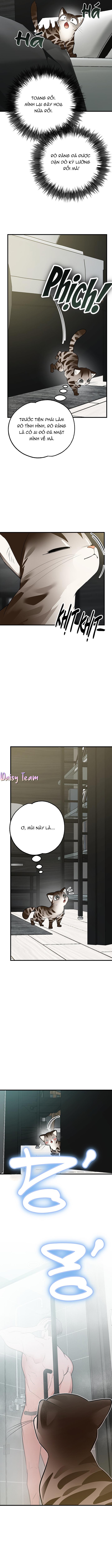 Đọc truyện (Daisy) Sinh mèo con cho tôi mau trước khi thằng này điên lên - Chapter 2